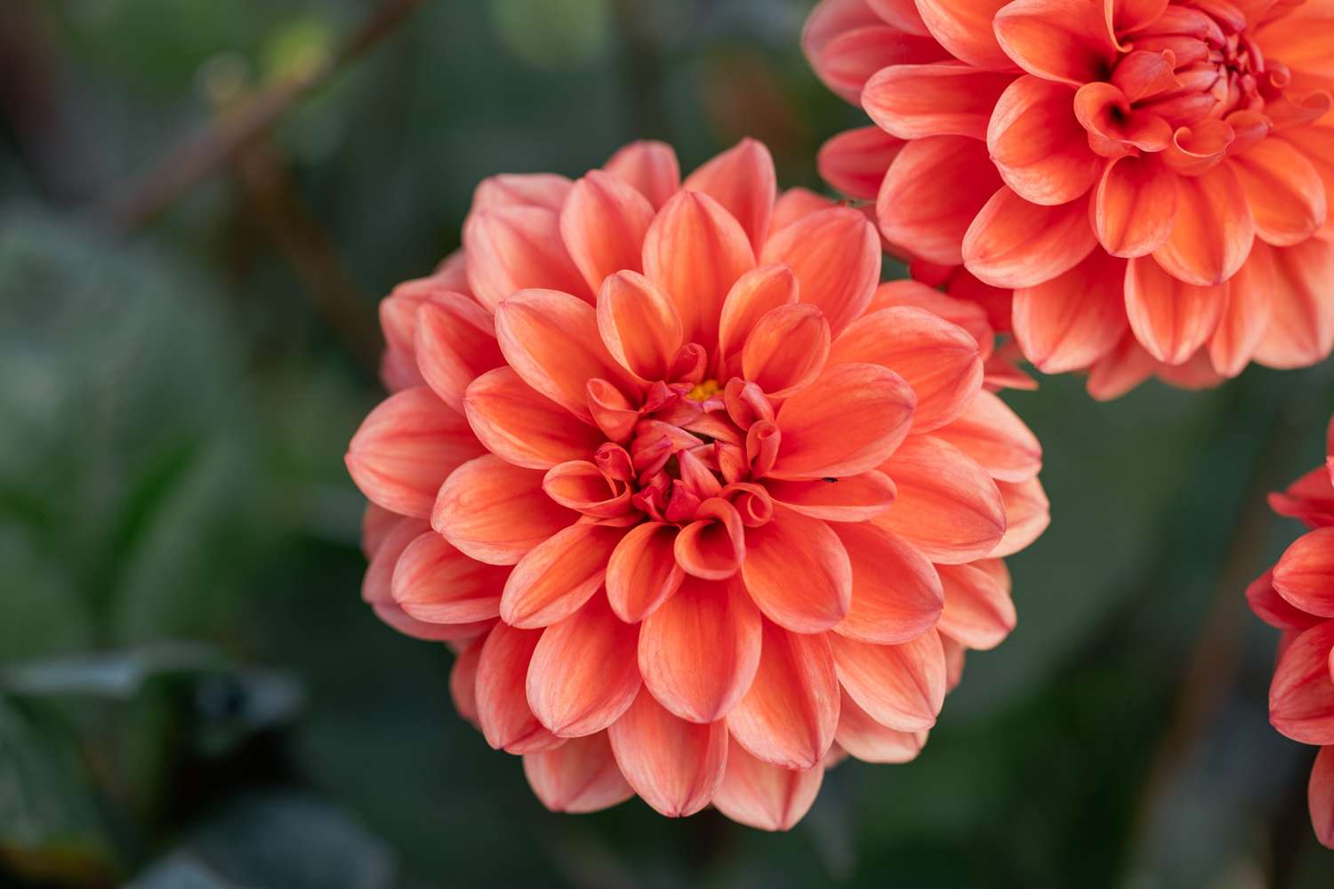 Dahlie 'Orange Nugget'